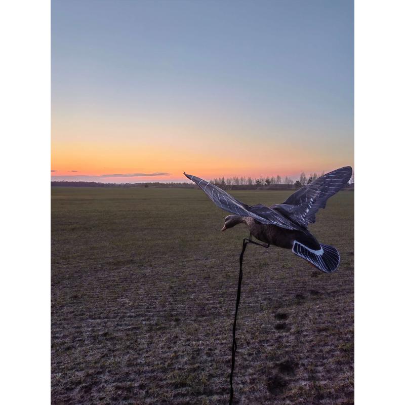 Махокрыл Белолобый гусь Duck Mania